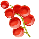 Cranberry