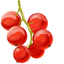 Cranberry