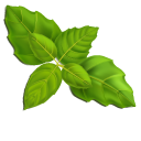 Green and Purple Basil Leaves