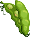 Green Bean