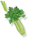 Green Celery