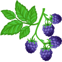 Mulberry