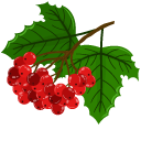 Viburnum
