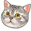 American Shorthair Cat