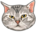 American Shorthair Cat