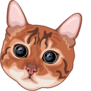 Cats Pounce Mode Engaged