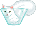 Liquid Cat
