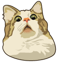 Scared Cat Meme