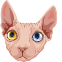 Sphynx Cat