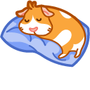 Cute Guinea Pig on Pillow