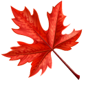 Autumn Red Maple Leaf and Chestnut