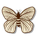 Elegant Butterflies