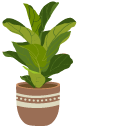 Fiddle Leaf Fig and Aglaonema in Flowerpots
