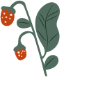 Garden Strawberry