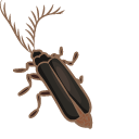 Eyelash Bug Meme