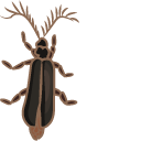 Eyelash Bug Meme
