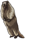 Screaming Marmot Meme