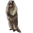 Screaming Marmot Meme